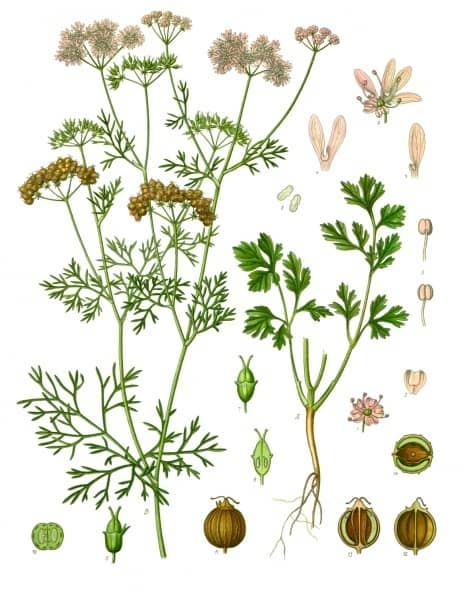 Cilantro