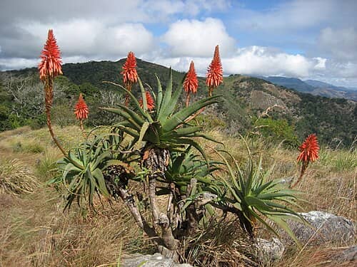Aloe Plant