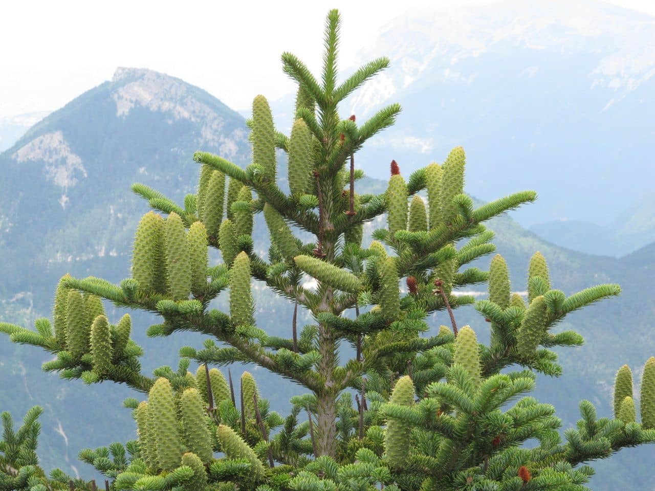 Fir species