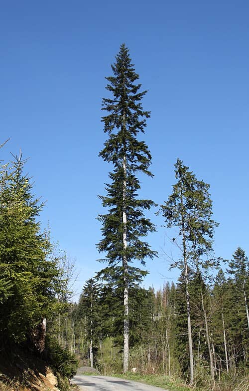 Pyramidalis Silver Fir