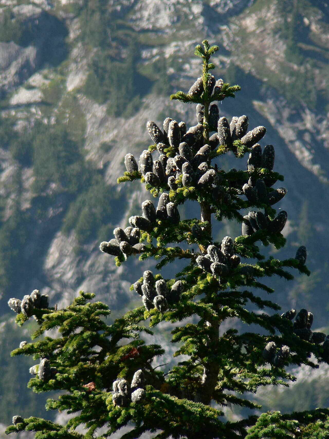 Alpine Fir