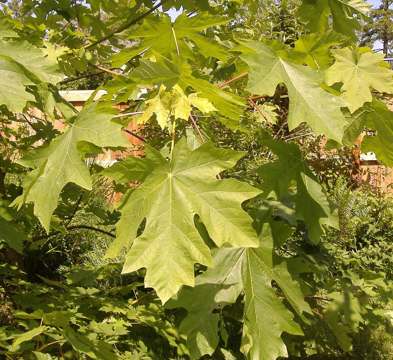 Big Leaf Maple