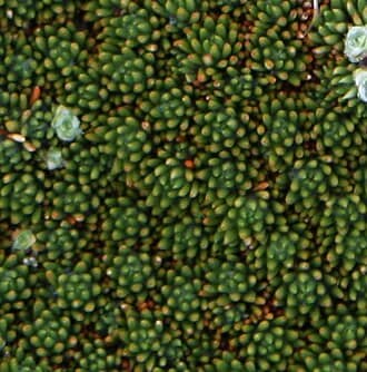 Abrotanella Plant