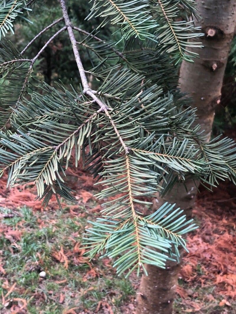 Fir species