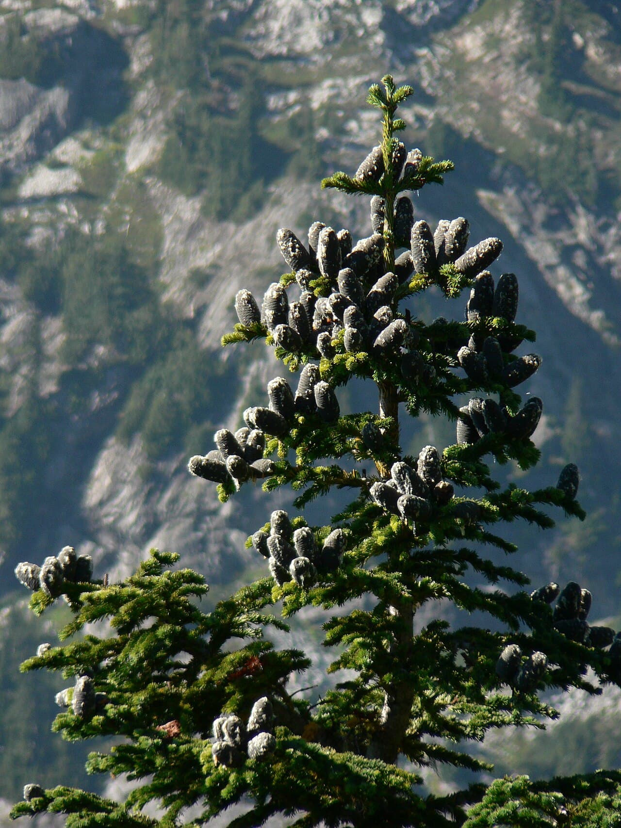 Alpine Fir
