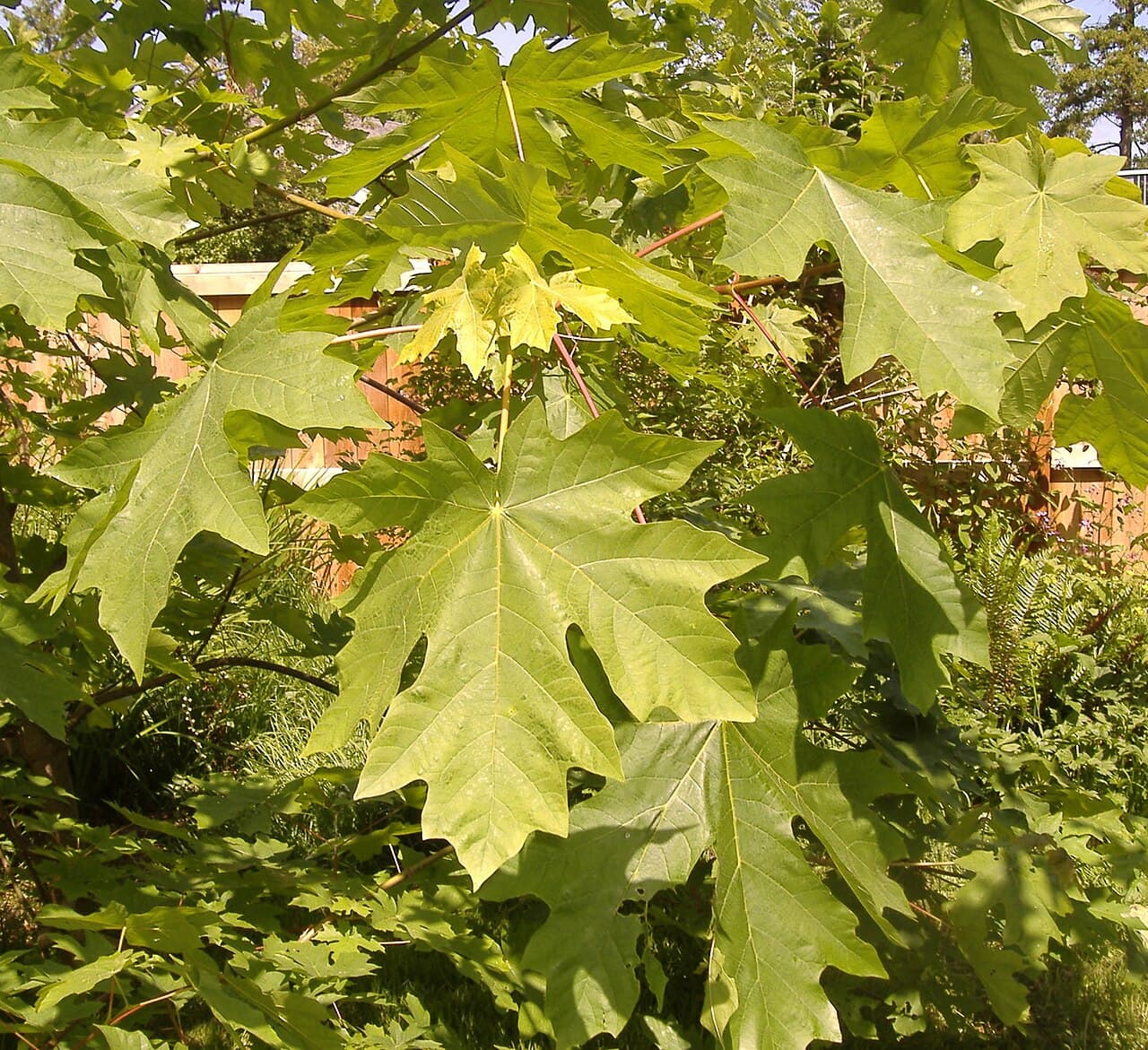 Big Leaf Maple