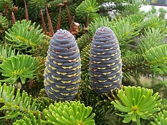 Fir species