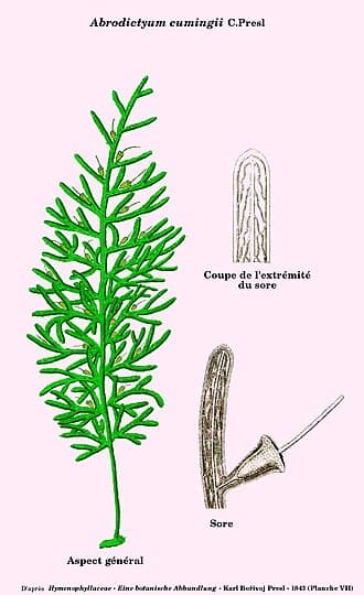 Abrodictyum Plant