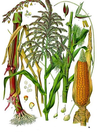 Corn