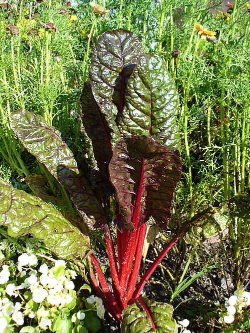 Swiss Chard