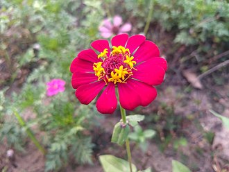 Zinnia