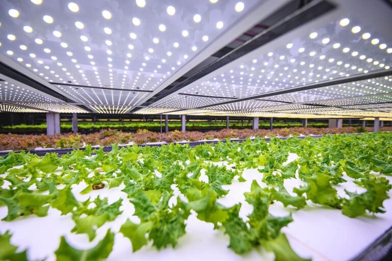 Want to Be your own Boss? Vertical farming is the one way.