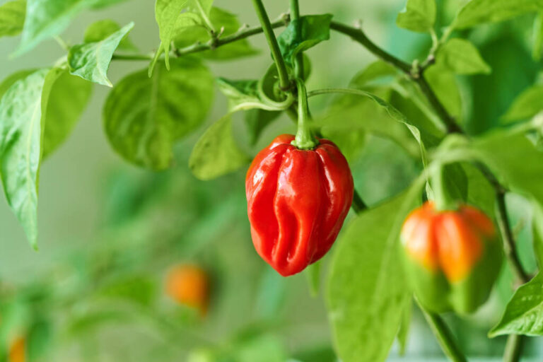How to Grow Habanero Peppers in Farm (from Seed)