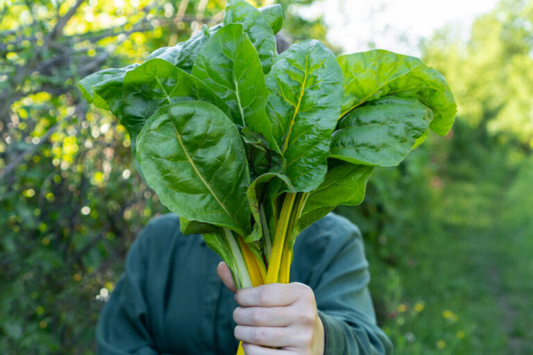 How to Successfully Grow and Care for Swiss Chard: Tips for Farm and Home Farming