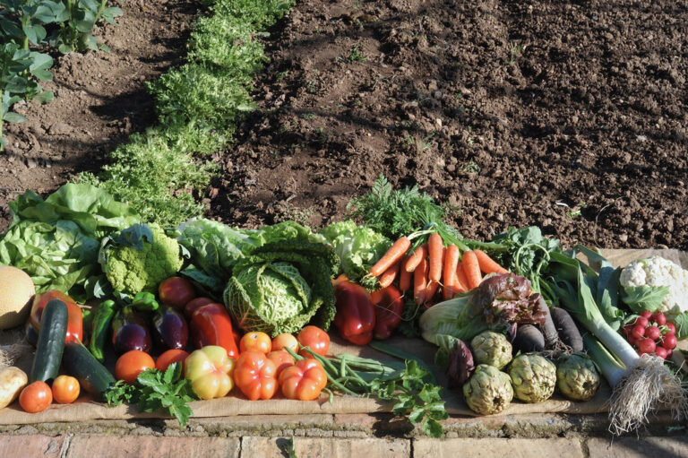 10 Best profitable Vegetables to Grow in Bucket for Agriculture & Gardening